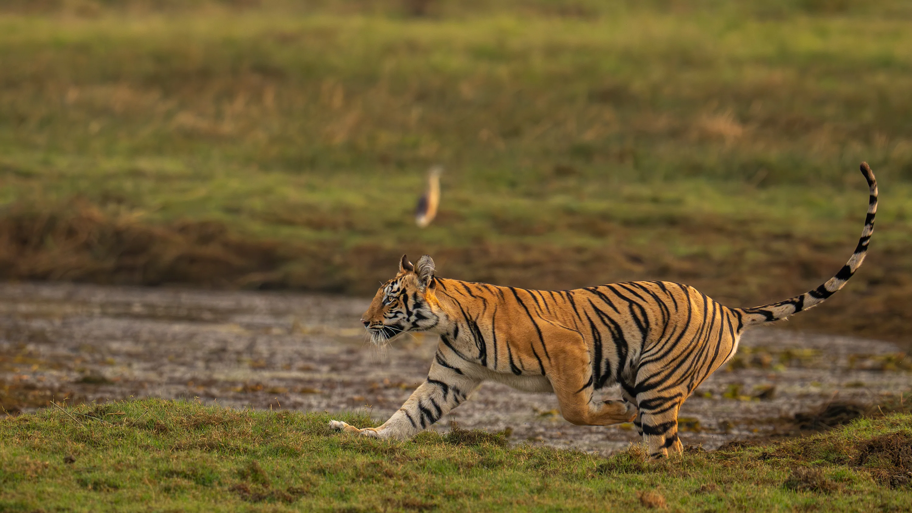 Panna & Bandhavgarh Tiger Expedition gallery image 3